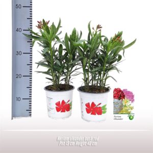 Leander- Nerium Oleander (Struik Rood) 15/40cm - Image 1