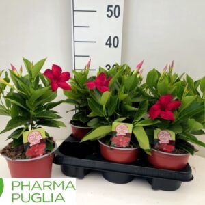 Mandevilla- Tölcsérjázmin (Rio Grande Red) 14/40cm - Image 1