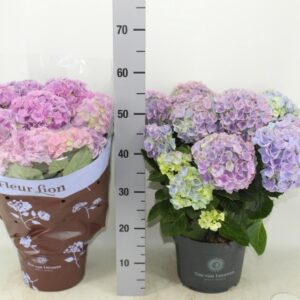 Hydrangea- Hortenzia (Hi River) 23/45cm - Image 1