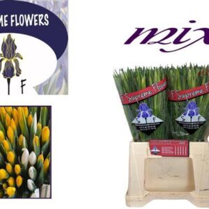 Iris- Írisz/Nőszirom (Mix) 52cm - Image 1