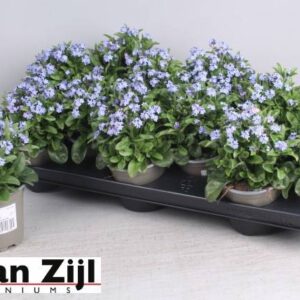 Myosotis- Nefelejcs (Sylvatica Mon Amie) 9/20cm - Image 2