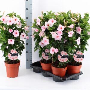 Mandevilla- Tölcsérjázmin (Pastel Pink) 17/70cm - Image 1