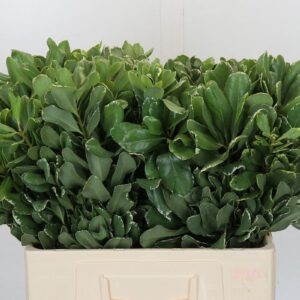 Pittosporum tobira- Kínai enyvesmag (Ilan) 60cm - Image 1