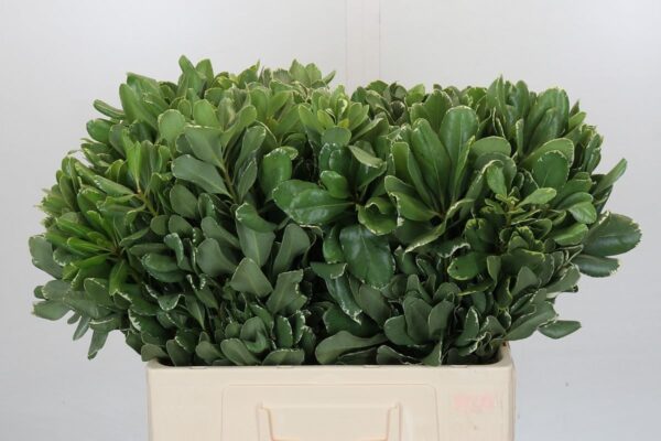 60-pittosporum-2500