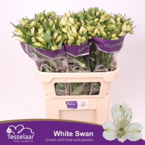Alstroemeria (White Swan)- Fehér 75 cm - Image 2