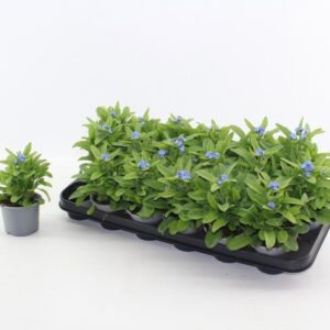 Myosotis- Nefelejcs (Sylvatica Mon Amie) 9/20cm - Image 1