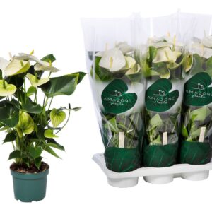 Anthurium- Flamingó (Samora Premium Line) 17/60cm - Image 1