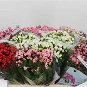 Bouvardia (Pink Jewel) 50cm - Image 4