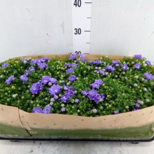 Campanula- Harangvirág (Blue Like Mee)- 10,5/20cm - Image 1