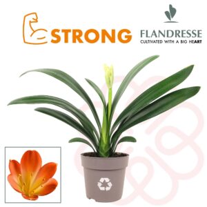 Clivia Miniata- Szobaliliom (Orange Strong) 13/40cm - Image 1