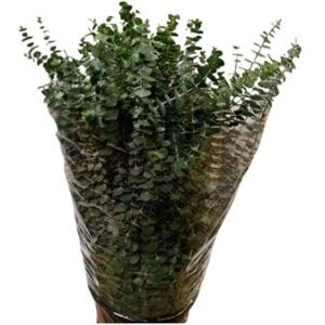 Eucalyptus Baby Blue 70cm/300g - Image 1