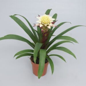 Guzmánia (Isabella) 12/45cm - Image 1