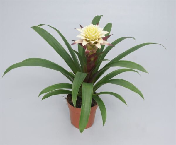 Guzmania-Isabella-4000