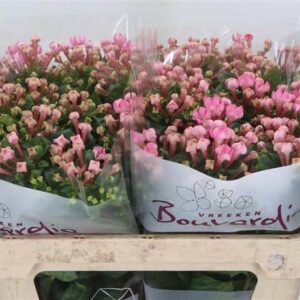 Bouvardia (Pink Jewel) 50cm - Image 2