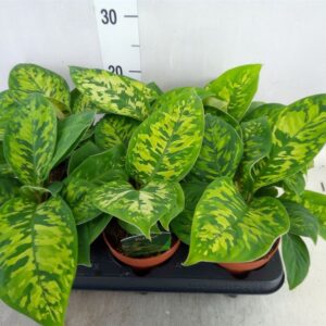 Homalomena wallisii (Camouflage) 12/30cm - Image 1