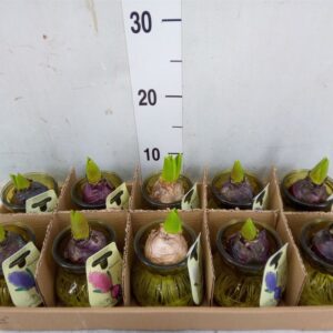 Hyacinthus Orientalis- Jácint (Planten Glass) 10/15cm - Image 1