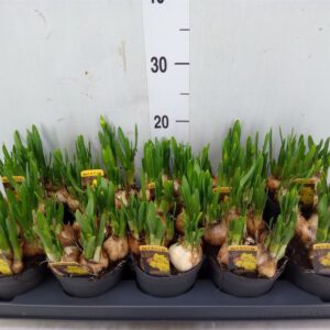 Narcissus- Nárcisz  (Double Tete de Luxe) 12/20 cm - Image 1