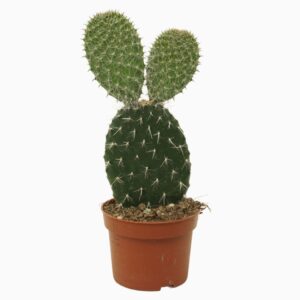 Opuntia- Fügekaktusz 10,5/30cm - Image 1