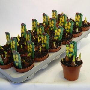 Tulipán (Double Yellow Baby) 12/15cm - Image 1