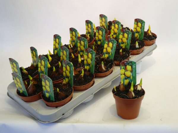 Tulipa-Yellow-Baby