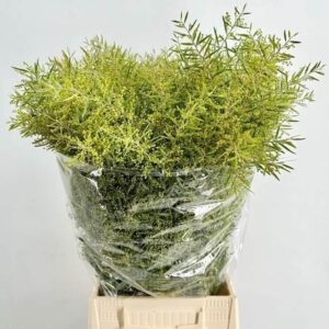 Acacia- Mimóza (Chiar di Luna Extra) 70cm/200g - Image 1