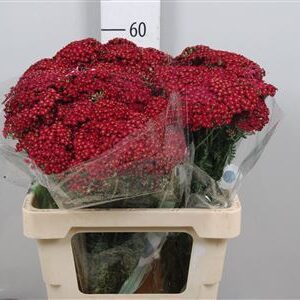 Achillea Millefolium- Közönséges cickafark (Discopid Red) 60cm - Image 1