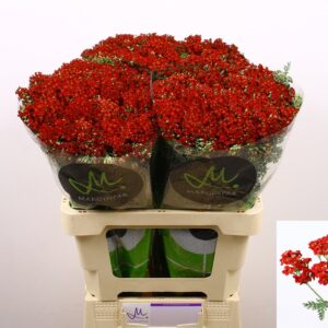 Achillea Millefolium- Közönséges cickafark (Discopid Red) 60cm - Image 2
