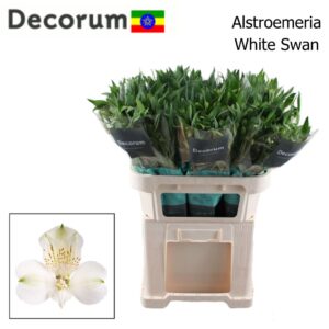 Alstroemeria (White Swan)- Fehér 75 cm - Image 1
