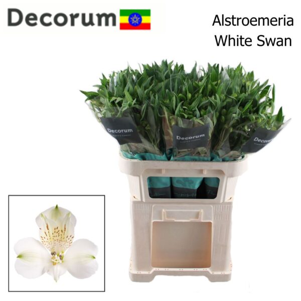 alstroemeria-white-swan