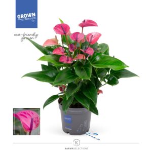 Anthurium- Flamingó (Pure Purple) 17/50cm - Image 1