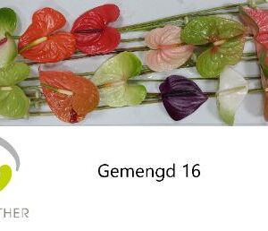 Anthurium- Flamingó (Mix) - Image 3
