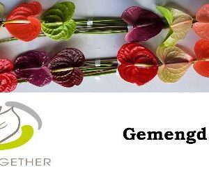 Anthurium- Flamingó (Mix) - Image 1
