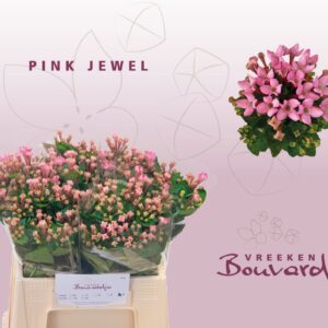 Bouvardia (Pink Jewel) 50cm - Image 1