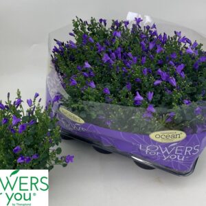Campanula- Harangvirág (Blue Like Mee)- 10,5/20cm - Image 4
