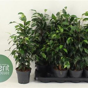 Ficus Benjamina- Kislevelű fikusz (Royal Mix) 17/70cm - Image 2