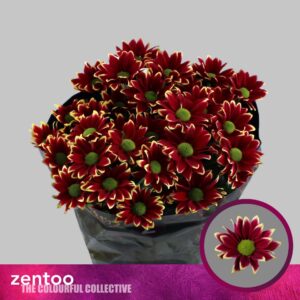 Bordó Krizantém (Haydar Yellow) 70cm/75g - Image 1