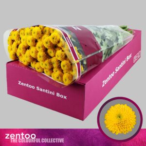 Krizantém (Santini Aurinko) 55cm - Image 1