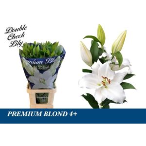 Fehér Liliom (OR Premium Blond) 95cm - Image 1