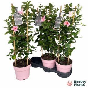 Mandevilla- Tölcsérjázmin (Pastel Pink) 17/70cm - Image 2