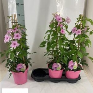 Mandevilla- Tölcsérjázmin (Pastel Pink) 17/70cm - Image 3