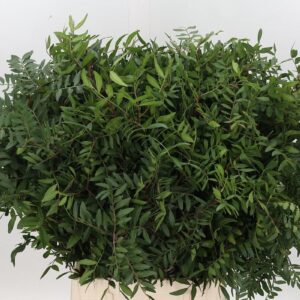 Pistache- Pisztácia- 50 cm - Image 1